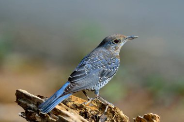 Mavi rockthrush 'un çok güzel bir duruşu var.