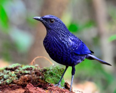 Mavi ıslık çalan Thrush kuşu, Tayland 'da koyu mavi bir kuş.