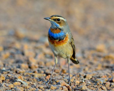 Bluethroat kuşu, boynu renkli güzel mavi kuş yeryüzünde duruyor.