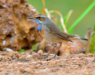 Bluethroat, boynu renkli güzel mavi kuş kayanın yanında duruyor.
