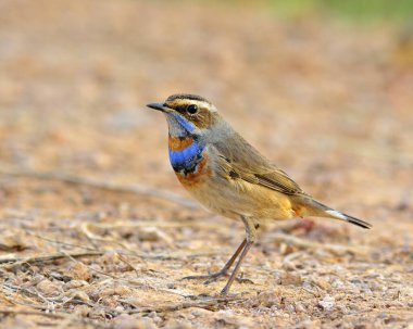 Bluethroat, güzel mavi kuş boynu renkli