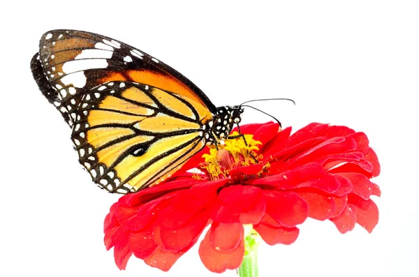 Indah Common Tiger Butterfly Bertengger Bunga Merah Berwarna Warni — Stok Foto