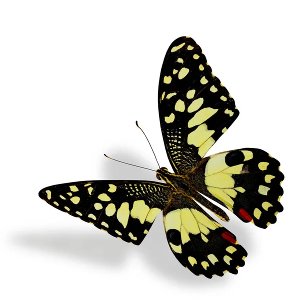 Hermosa Mariposa Cal Volando Con Sombra Suave — Foto de Stock