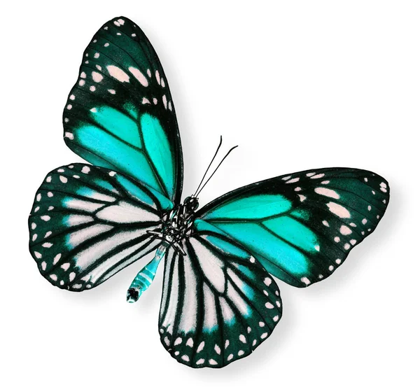 美丽的浅蓝色蝴蝶 — 图库照片