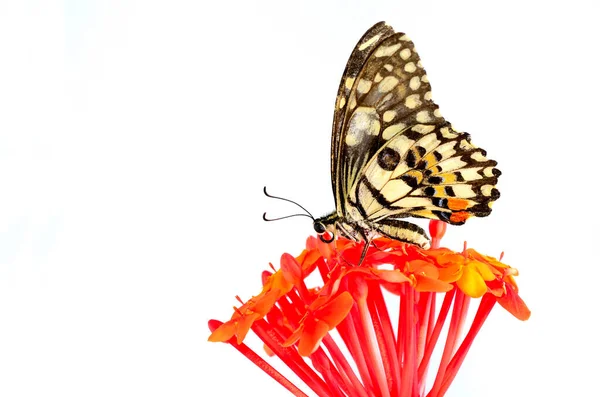 Indah Lime Butterfly Bertengger Bunga Ixora Merah Terisolasi Pada Latar — Stok Foto