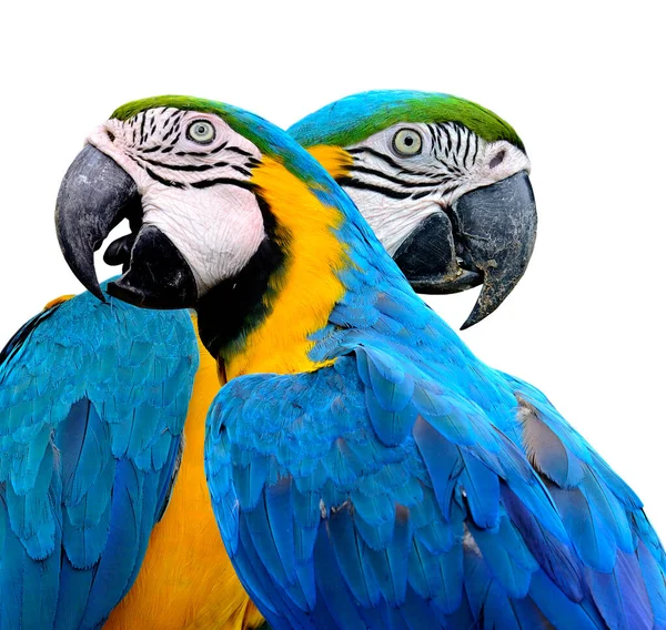 아름다운 청색과 황금색의 앵무새가 배경에 고립되어 — 스톡 사진
