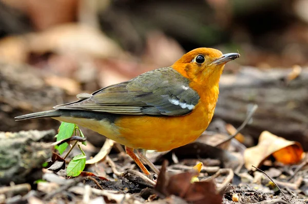 Hermoso Pájaro Naranja Gris Zorzal Cabeza Anaranjada Zoothera Citrina — Foto de Stock