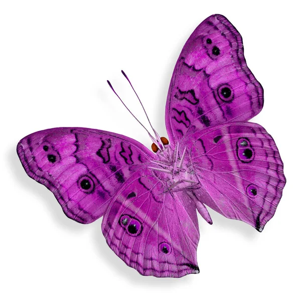 Schöne Rosa Schmetterling Isoliert Auf Weißem Hintergrund Pfau Stiefmütterchen Phantasie — Stockfoto