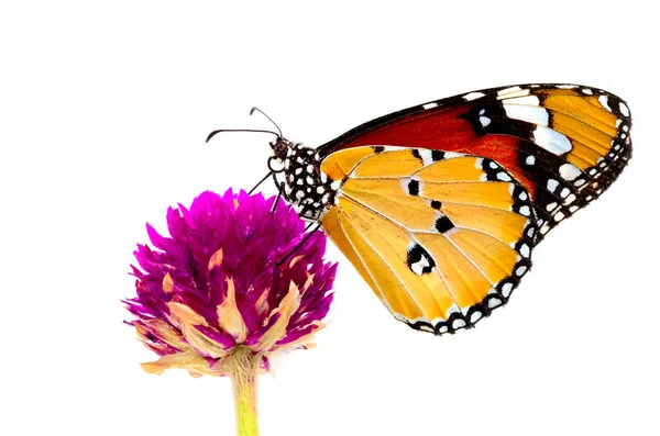 美丽的白虎蝴蝶栖息在粉红的花朵上 背景是白色的 — 图库照片