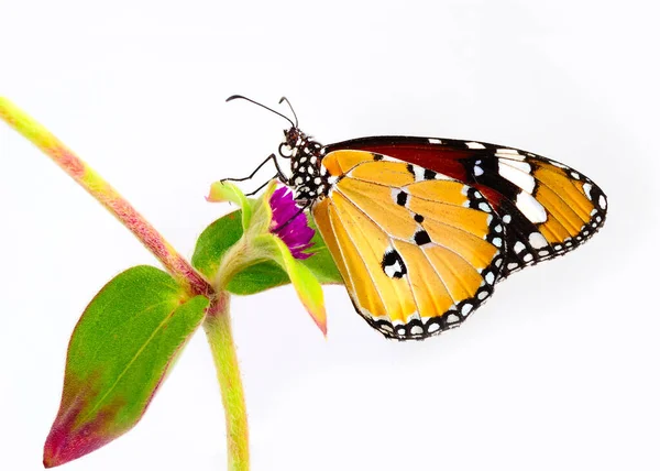 Cantik Plain Tiger Butterfly Tongkat Pada Bunga Merah Muda Terisolasi — Stok Foto
