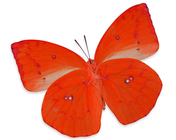 Schöne Rote Schmetterling Lemon Emigran Farb Transparenz Profil Isoliert Auf — Stockfoto