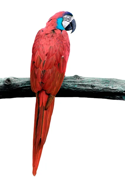 Piękny Czerwony Ptak Pełnym Ujęciu Ciała — Zdjęcie stockowe