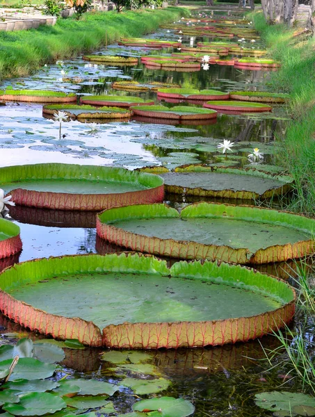 Grandes Feuilles Fleur Lotus Dans Jardin Aquatique — Photo