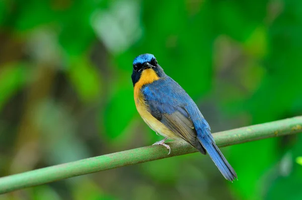 Bird Hill Blue Flycatcher Cyornis Banyumas Poleiro Com Detalhes Cabeça — Fotografia de Stock