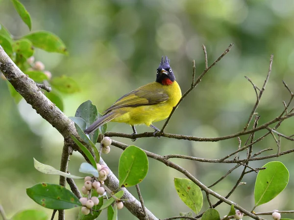 Bulbul Crista Negra Pycnonotus Melanicterus Comendo Frutos Figo Maduros — Fotografia de Stock