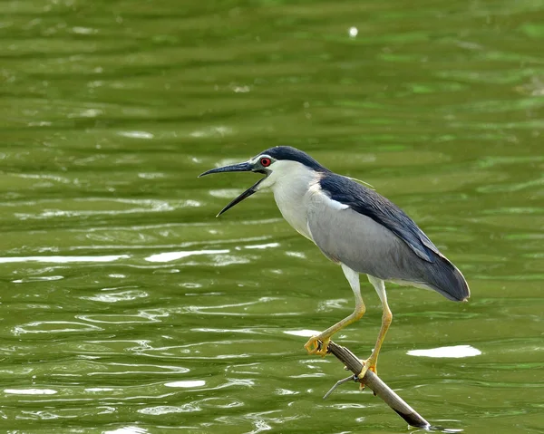 Black Coroado Noite Heron Wildely Abrir Suas Contas Enquanto Pesca — Fotografia de Stock