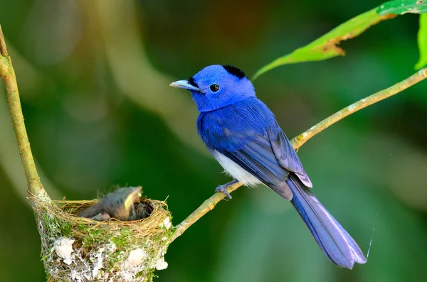 Black Naped Blue Flycatcher Blue Flycather Beautiful Blue Bird Keep — Stock Photo, Image