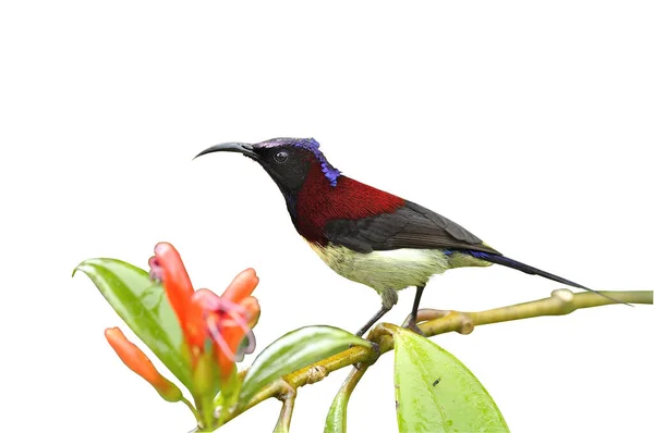 Macho Sunbird Garganta Negra Agradável Poleiro Ramo Flor Vermelha — Fotografia de Stock