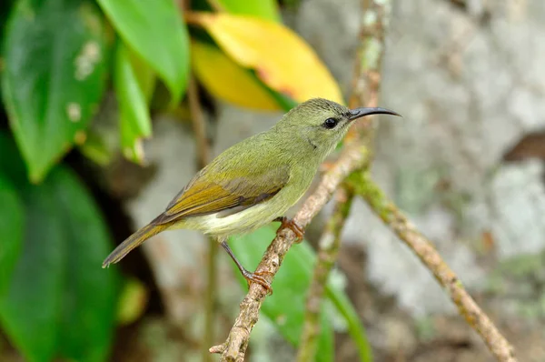 Feamle Black Throated Sunbird Pequeno Charmoso Passarinho Tailândia — Fotografia de Stock