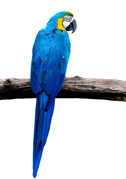Blue Gold Macaw Bird Full Body Shot — Stock Photo, Image