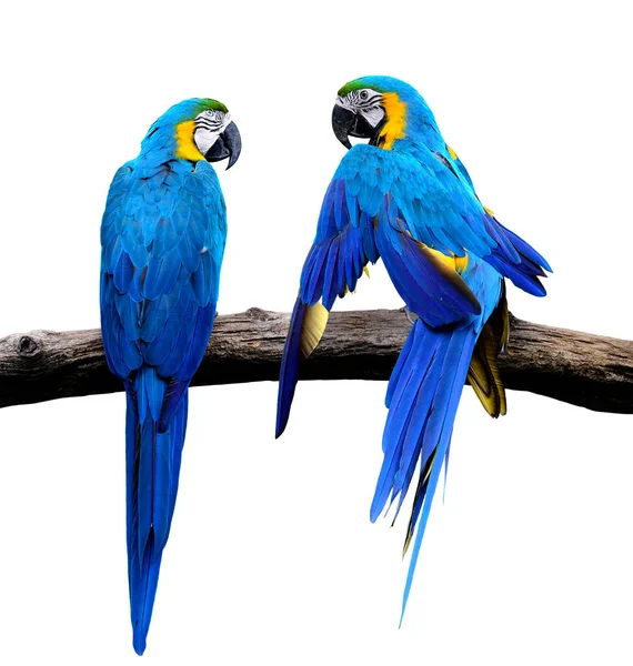 Pájaro Guacamayo Azul Dorado Enamorado Momento Dulce Aislado Sobre Fondo — Foto de Stock