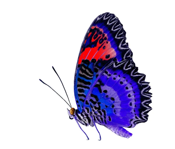 Blue Red Butterfly Leopard Lacewing Isolated White Background — Stock Photo, Image