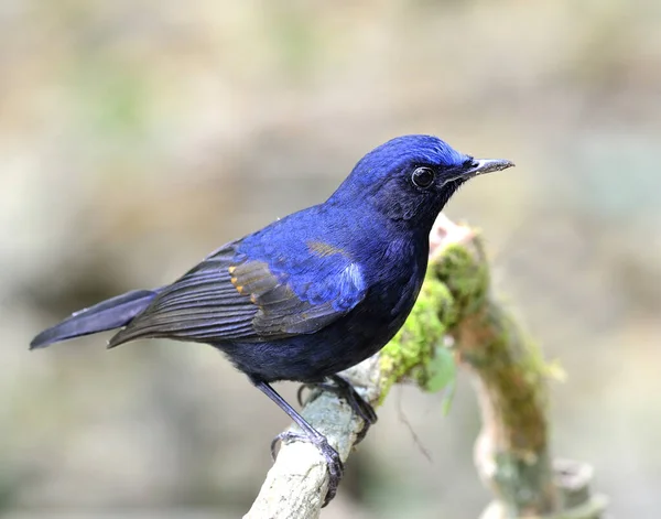 Blå Fågel Manlig Vitstjärtad Robin Stående Grenen Cinclidium Leucurum — Stockfoto