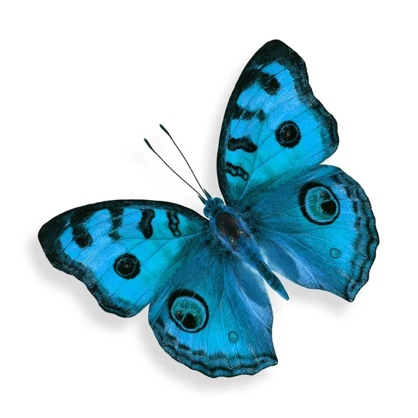 Блакитна Метелик Pansy Peacock Ізольована Білому Тлі — стокове фото