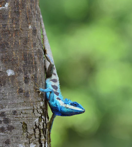 Lagarto Cresta Azul Sentado Árbol —  Fotos de Stock