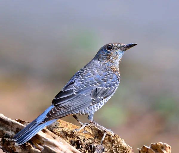 Pájaro Zorzal Roca Azul Monticola Solitarius Pie Sobre Tronco Con — Foto de Stock