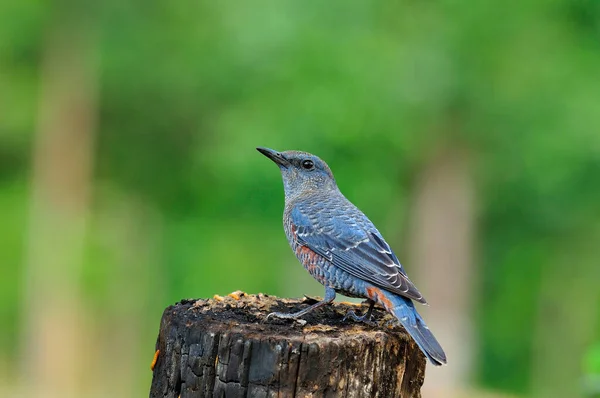 Een Blue Rockthrush Een Stam Met Worm Etenswaar — Stockfoto