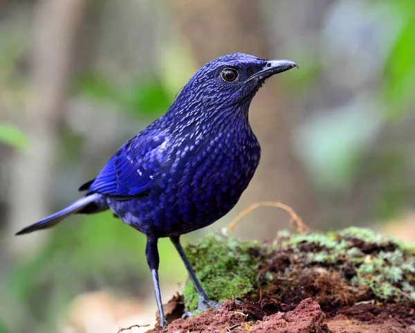 Pájaro Zorzal Silbante Azul Parado Tronco Tierra — Foto de Stock