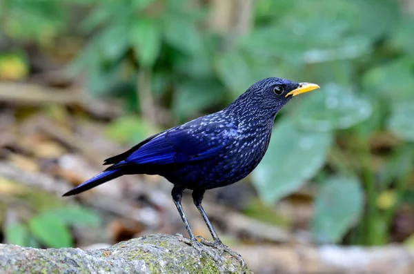 Pássaro Azul Escuro Misterioso Com Contas Amarelas Chão Rocha — Fotografia de Stock