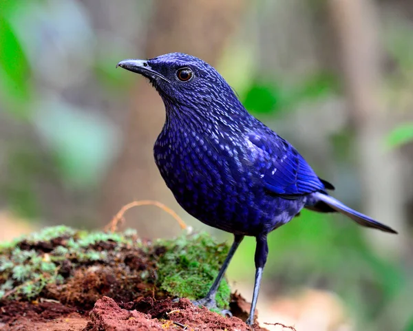 Blue Assobiando Thrush Pássaro Pássaro Azul Escuro Tailândia — Fotografia de Stock