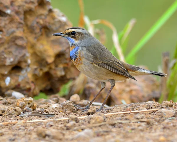Bluethroat Belo Pássaro Azul Com Colorido Seu Pescoço Lado Rocha — Fotografia de Stock