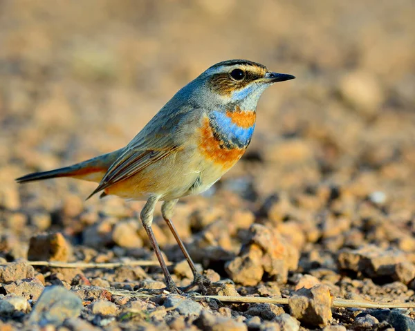 Bluethroat Hermoso Pájaro Azul Con Colorido Cuello Expuesto Fuerte Luz — Foto de Stock