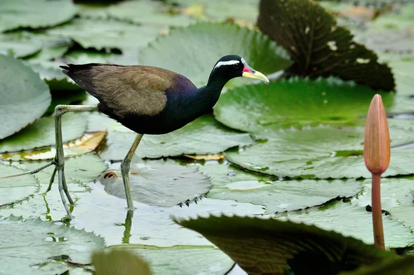 Μπρονζέ Φτερωτό Jacana Στέκεται Φύλλο Λωτού Στη Λίμνη Πολύ Μακριά — Φωτογραφία Αρχείου