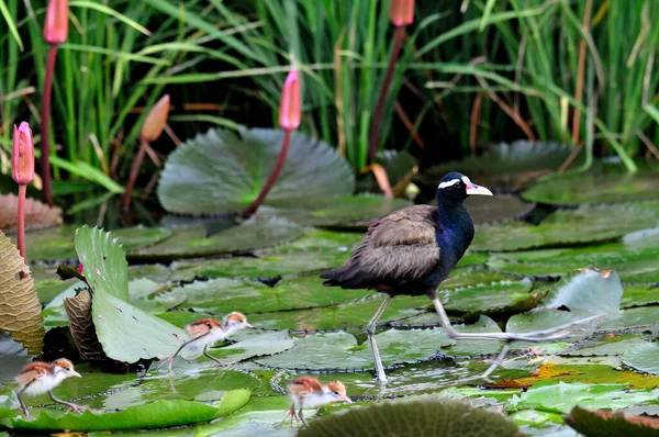 Une Jacana Aux Ailes Bronzées Marchant Avec Ses Poussins Sur — Photo