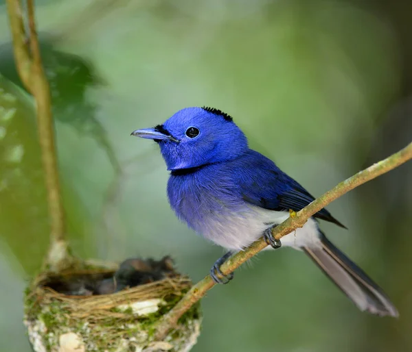 Blue Flycatcher Atau Blue Flycatcher Burung Biru Yang Indah Dengan Stok Gambar