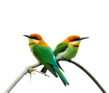 Kestane rengi arı yiyici, portakal kafalı arı yiyici, merops leschenaulti, kuş, tatlı bir çift arı yiyici, beyaz arka planda izole edilmiş.