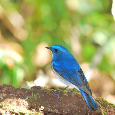 Himalaya Bluetail 'inin (Tarsiger rufilatus) ya da Bokeh arka planlı Turuncu kanatlı Bush Robin