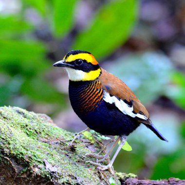 Renkli Pitta (Pitta guajana) güzel tüylerle kayaya tırmanıyor