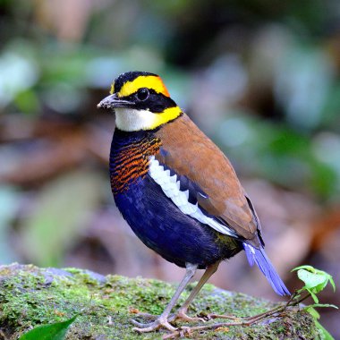 Renkli Pitta (Pitta guajana) güzel tüyleri ile reock üzerinde duruyor