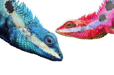 Mavi Kertenkelenin Renkli Şeffaflığı 'ndan Kırmızıya (lacerta viridis)