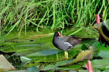 Nilüfer yaprakları üzerinde en iyi fotoğraf olarak lotus çiçekleriyle yürüyen sıradan Moorhen.