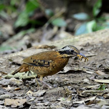 Eared Pitta yavruları için solucan topluyor.