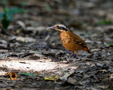 Pitta yeryüzündeki en iyi ışıklandırmada solucan topluyor.
