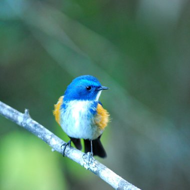Yüzleş Mavi Kuş Himalaya Bluetail (Tarsiger rufilatus) veya Turuncu kanatlı Bush Robin