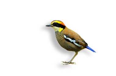İzole edilmiş beyaz arka plana sahip Banded Pitta 'nın kadını