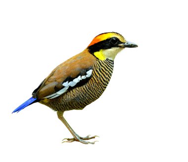 Banded Pitta 'nın dişisi tepeden tırnağa izole edilmiş beyaz arka planda detaylarla ayakta duruyor, kuş.